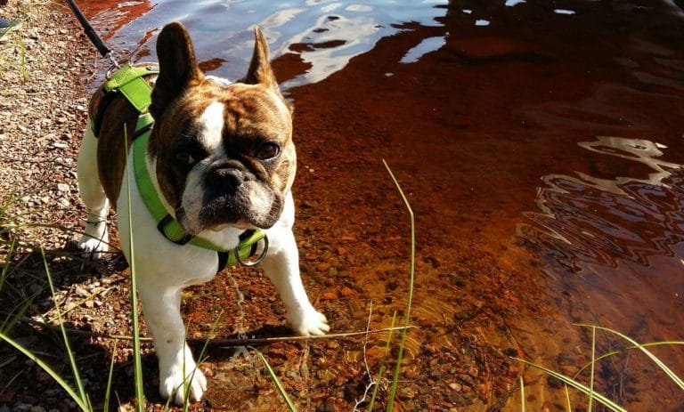 jooan rontu ranskis koira